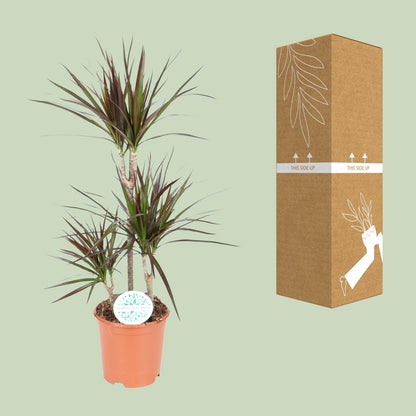 Dracaena Magenta – Pflegeleichter Drachenbaum Ø21cm, 95cm hoch
