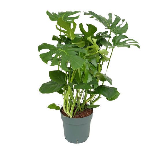 Monstera Deliciosa – Pflegeleichte Tropische Zimmerpflanze 100 cm