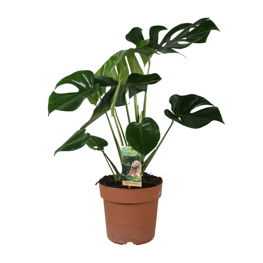 Monstera Deliciosa – Tropische Zimmerpflanze Ø21cm, 80cm hoch
