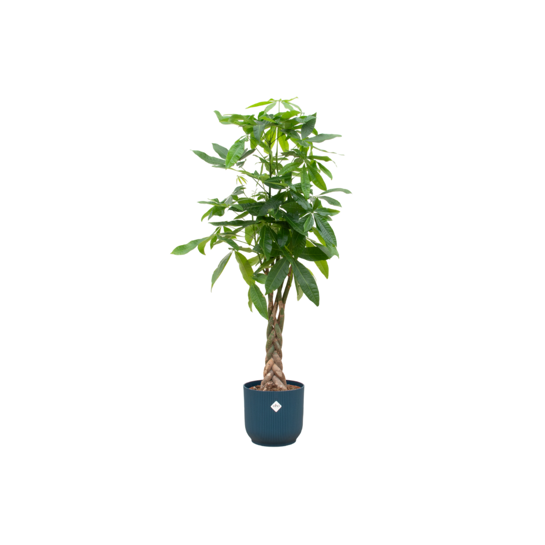 Pachira Aquatica Geldbaum im elho Vibes Fold Topf Blau – 160 cm
