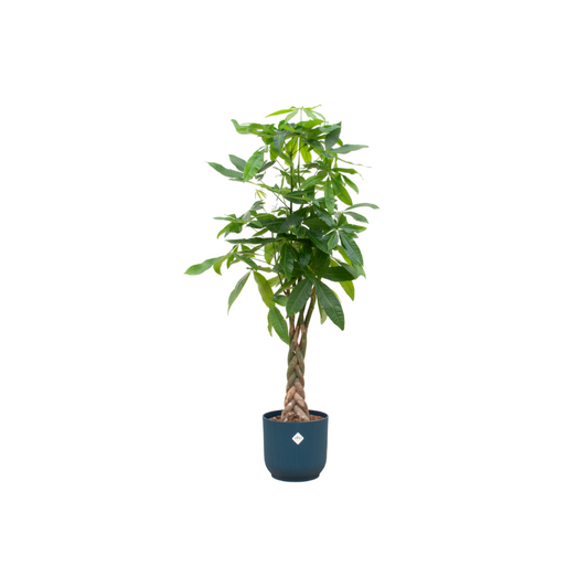 Pachira Aquatica Geldbaum im elho Vibes Fold Topf Blau – 160 cm