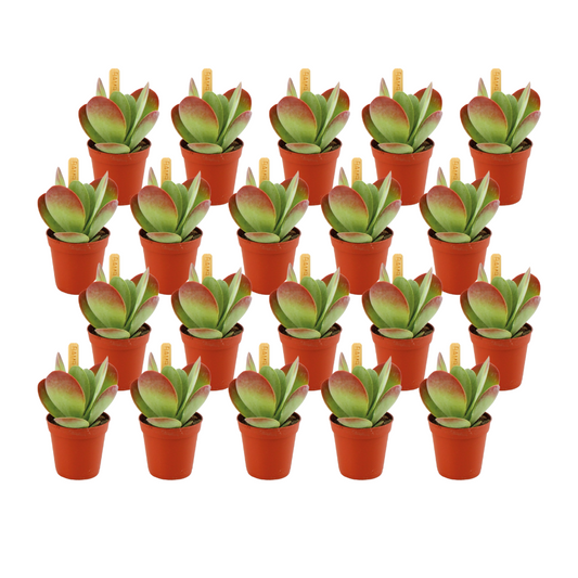 Kalanchoe Thyrsiflora 20er Set – Pflegeleichte Sukkulente im 5,5 cm Topf
