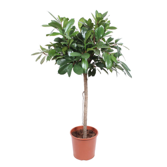 Ficus Cyathistipula – 150 cm, pflegeleichte Zimmerpflanze