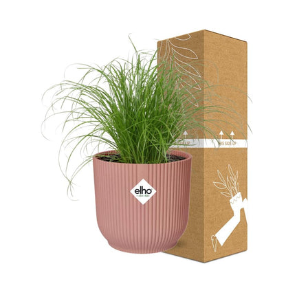 Cyperus Alternifolius Zumula im ELHO Vibes Fold 14cm rosa