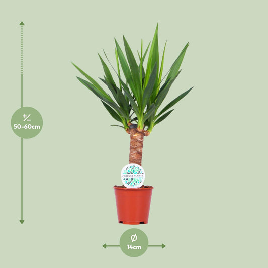 Yucca – Pflegeleichte Zimmerpflanze Ø14cm, 60cm hoch