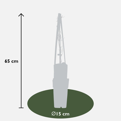3x Clematis Nelly Moser – Blühender Kletterstar Ø15cm
