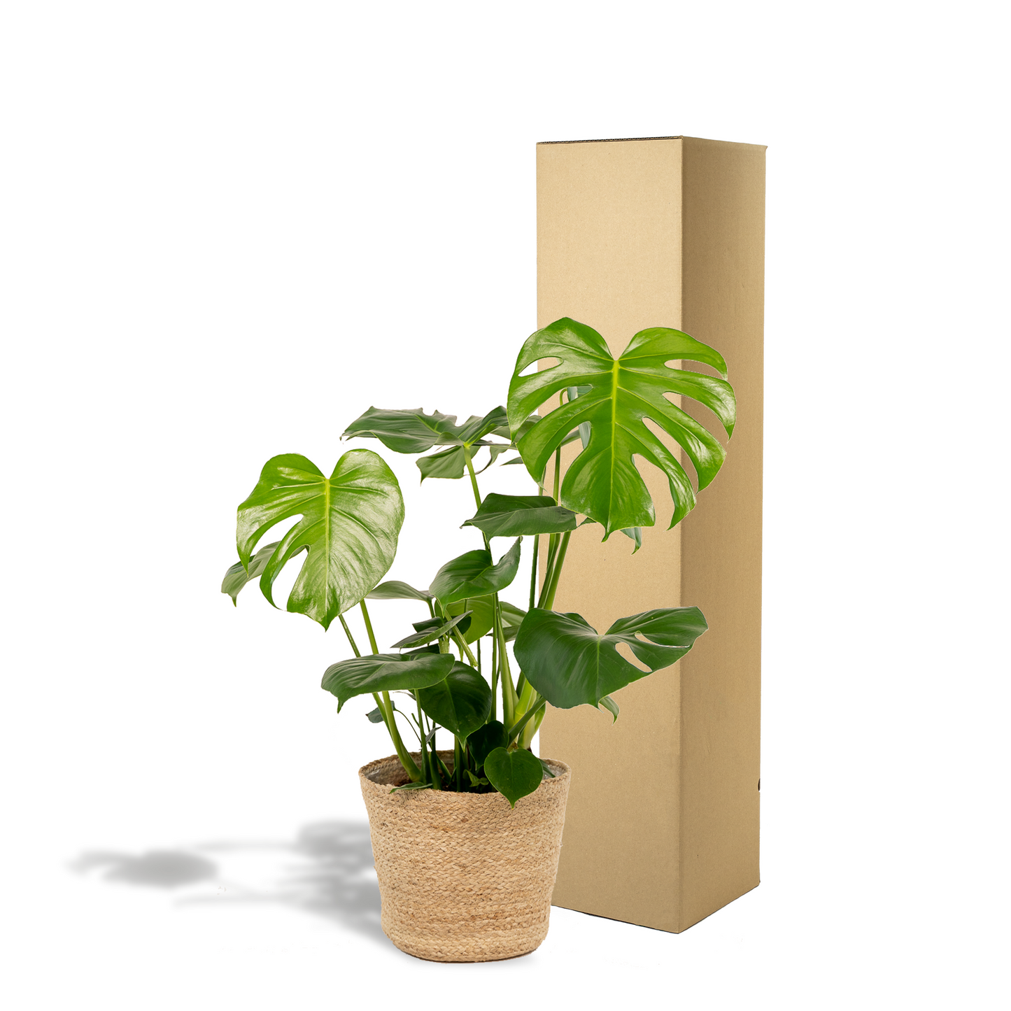 Monstera Deliciosa im Körbchen Selin – Ø21cm, ca. 80cm hoch