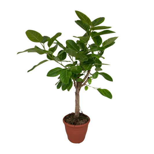 Ficus Altissima – Pflegeleichte Zimmerpflanze Ø26cm, 110cm hoch