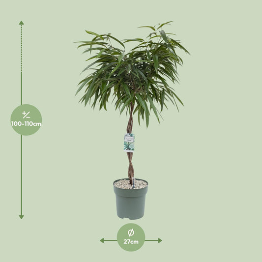 Ficus Mahori – Elegante, pflegeleichte Zimmerpflanze 120 cm