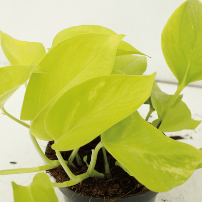 Epipremnum Golden Pothos – 4er Set Ø12cm, ca. 15cm hoch