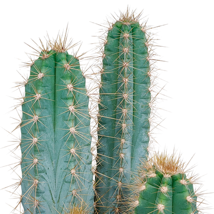 Pilosocereus azureus – Blauer Säulenkaktus 17 cm