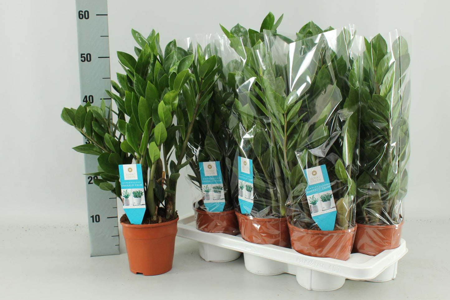 Zamioculcas Zamiifolia - Pflegeleichte Trendpflanze Ø14cm