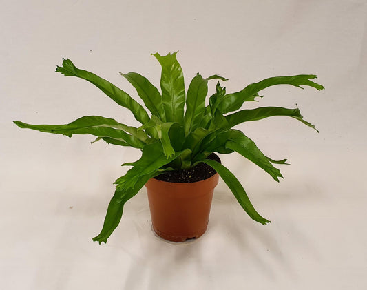 Asplenium Crissie – Luftreinigende & pflegeleichte Zimmerpflanze