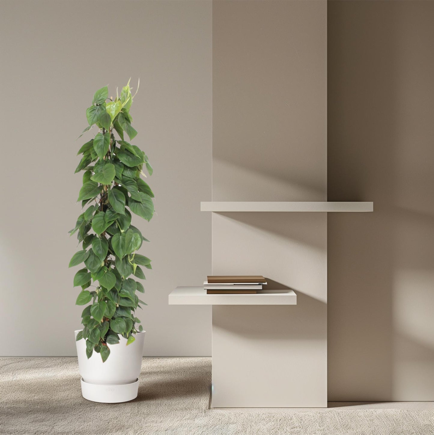 Philodendron Scandens Gaasrek – 150 cm, Ø 27 cm, pflegeleicht