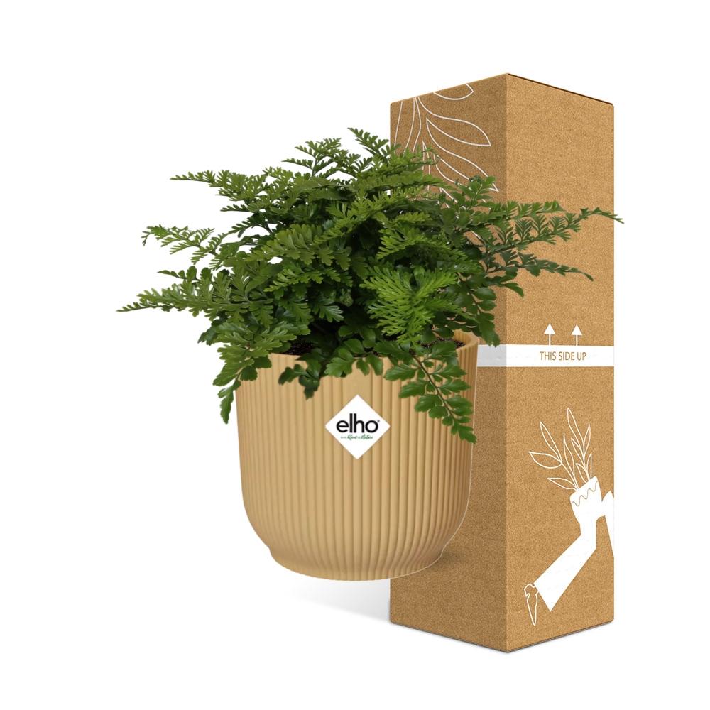 Asplenium Parvati – Pflegeleichte luftreinigende Zimmerpflanze im ELHO Vibes Fold Topf 14cm Gelb
