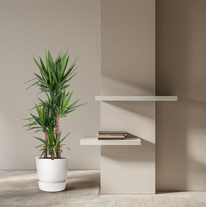 Yucca Elephantipe – Robuste Elefantenpalme 180 cm