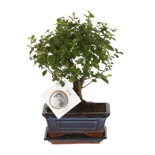 Bonsai 'Sageretia' – Kugelform Ø15cm, Höhe 30cm