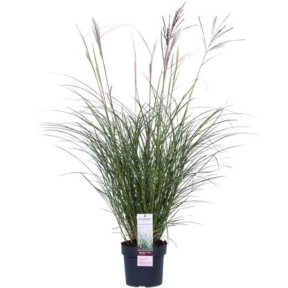 Miscanthus sinensis Ferner Osten - Ø19cm - ↕50cm - Ø19 - ↨50cm