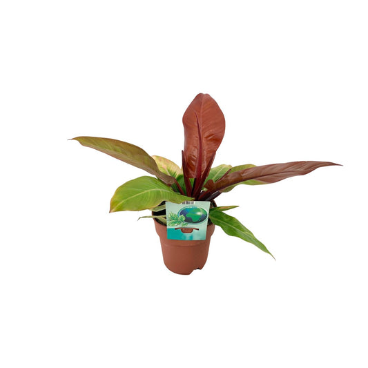 Philodendron 'Prince of Orange' – 45 cm pflegeleichte Zimmerpflanze