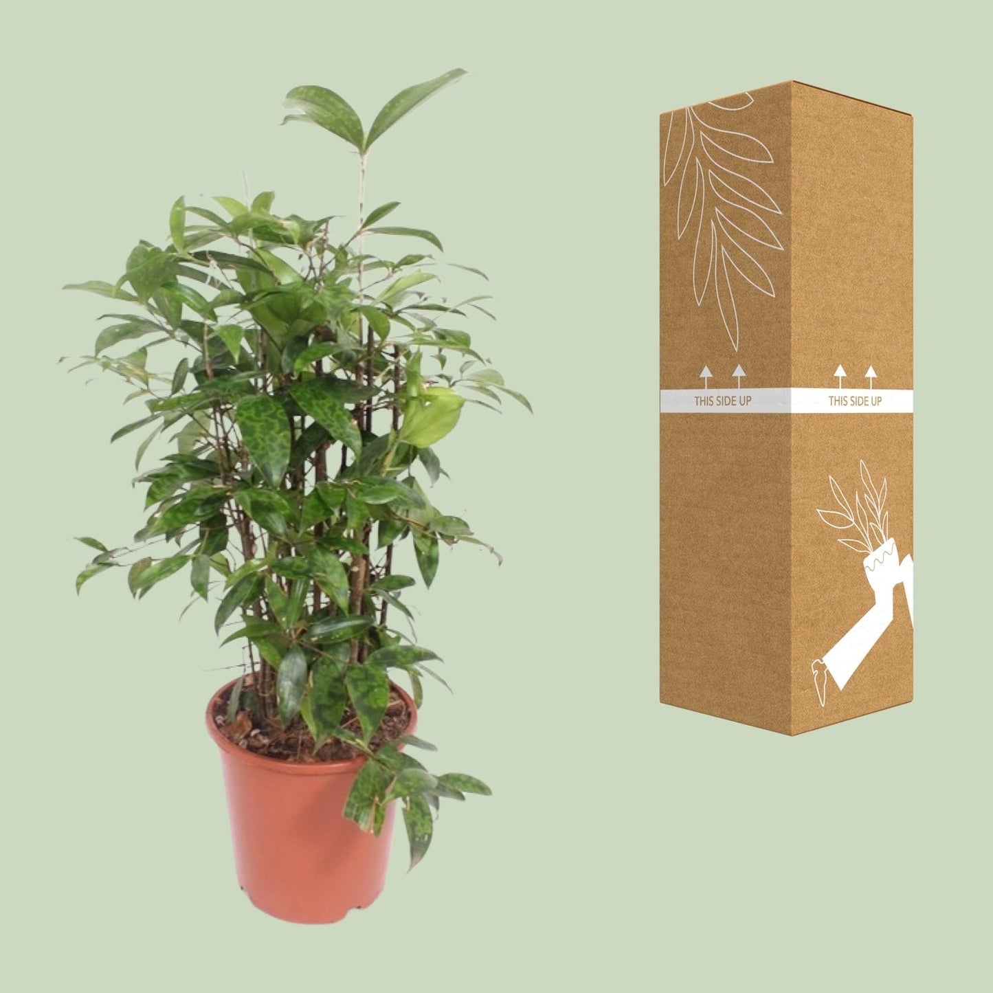 Dracaena Surculosa – Pflegeleichter Drachenbaum Ø21cm