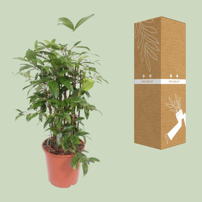 Dracaena Surculosa – Pflegeleichter Drachenbaum Ø21cm