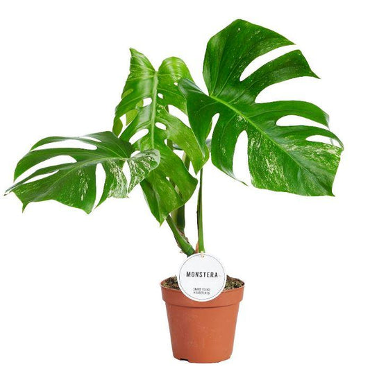 Monstera Variegata – Panaschiertes Fensterblatt Ø15cm, 45cm