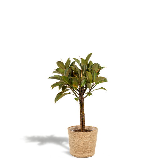 Ficus elastica Melany mit Korb – 90 cm, Ø 21 cm