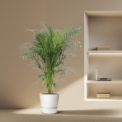 Dypsis Lutescens (Goldpalme) – 150 cm, ø30 cm, pflegeleicht