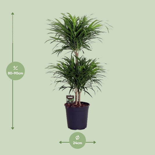 Dracaena Reflexa Anita – Pflegeleichter Drachenbaum Ø24cm, 90cm hoch