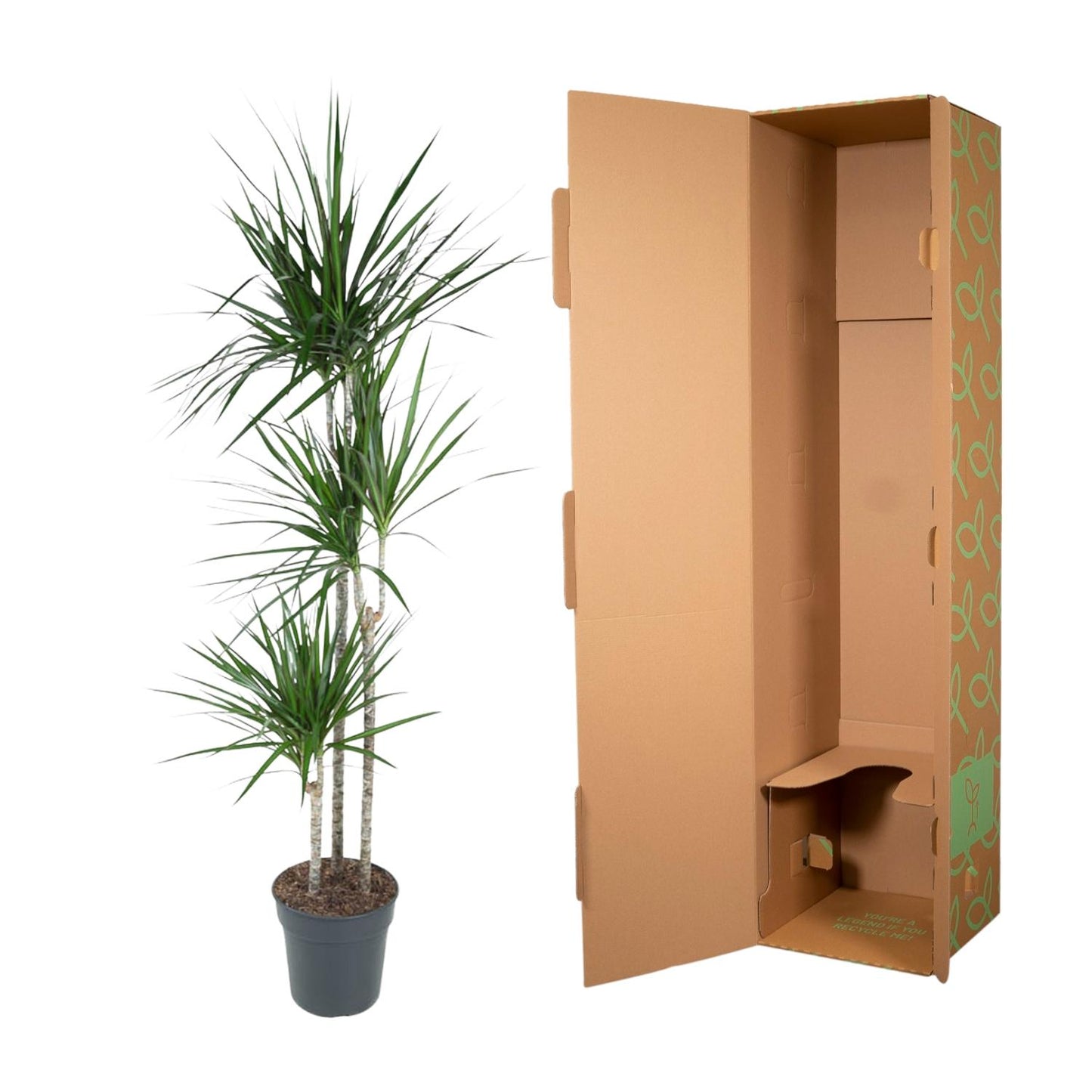 Dracaena Marginata – 160 cm – Pflegeleichte Zimmerpflanze