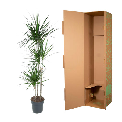 Dracaena Marginata – 160 cm – Pflegeleichte Zimmerpflanze