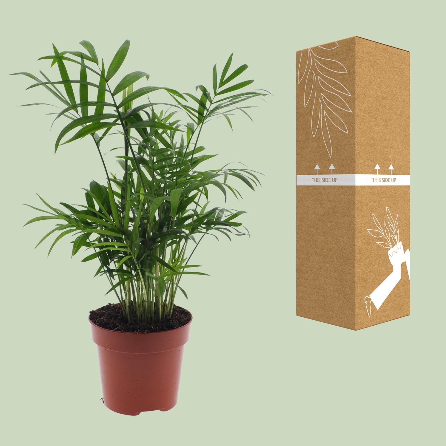 Chamaedorea Elegans – Zwergbergpalme Ø17cm, ca. 55cm hoch