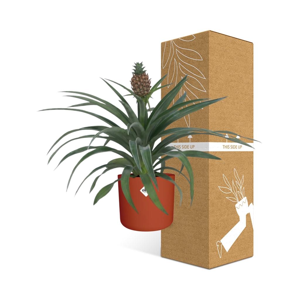 Ananas-Pflanze im 12 cm Topf – Tropisches Flair & pflegeleicht