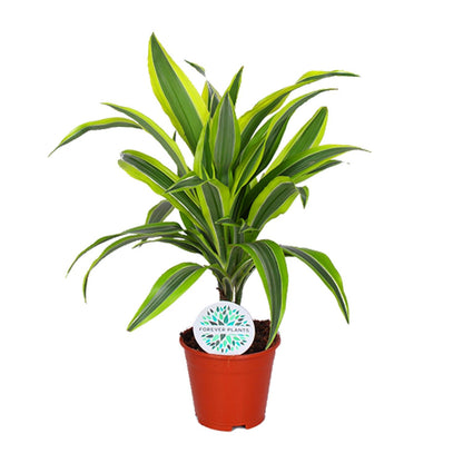 Dracaena Lemon Lime – Pflegeleichte Trendpflanze Ø14cm