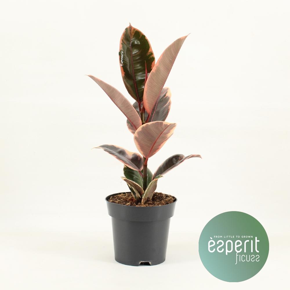 Ficus Elastica Belize – Pflegeleichter Gummibaum Ø14cm