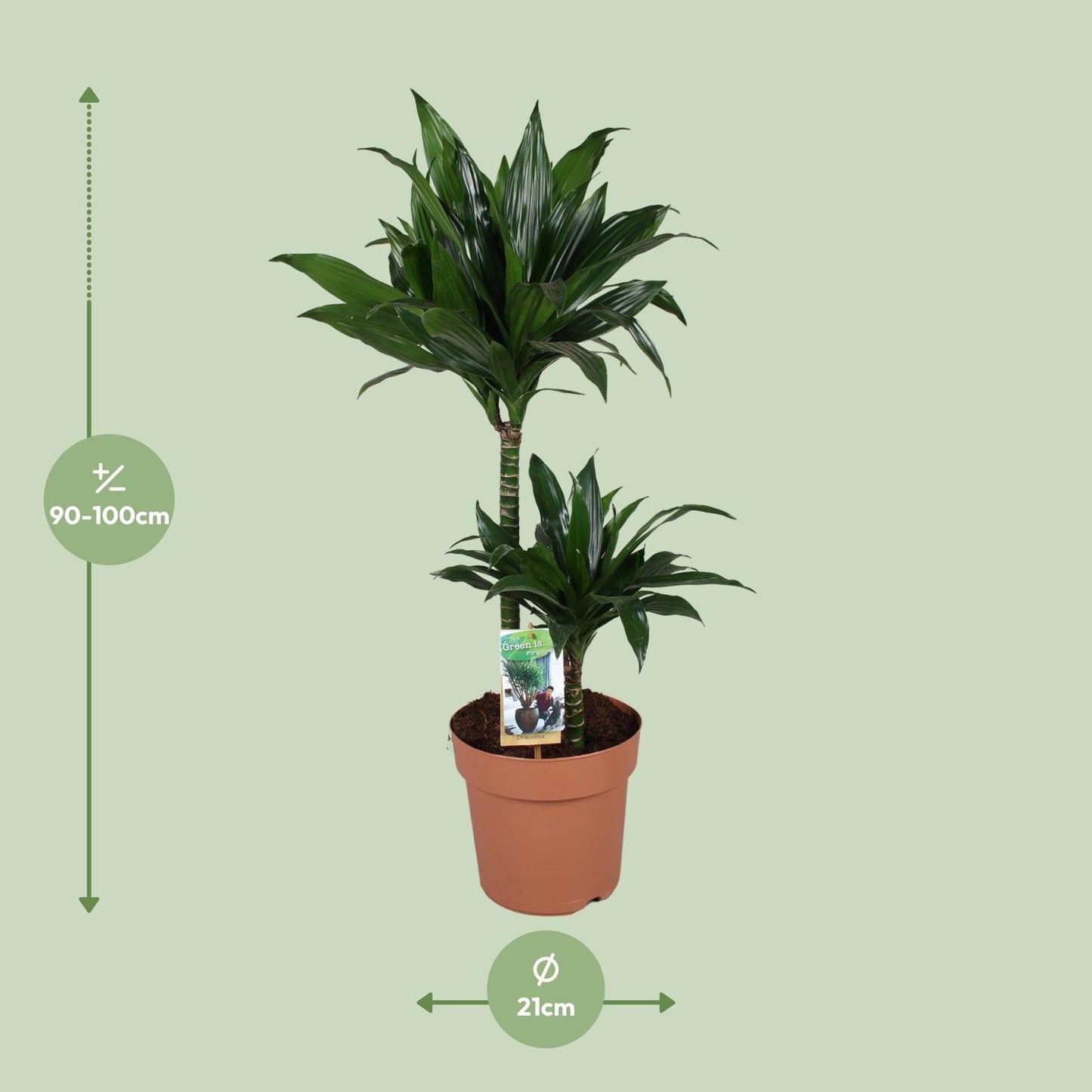 Dracaena Green Jewel – Majestätischer Drachenbaum Ø21cm