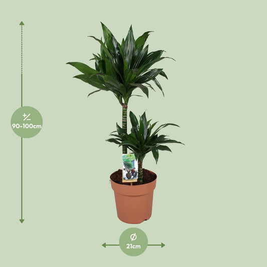 Dracaena Green Jewel – Majestätischer Drachenbaum Ø21cm