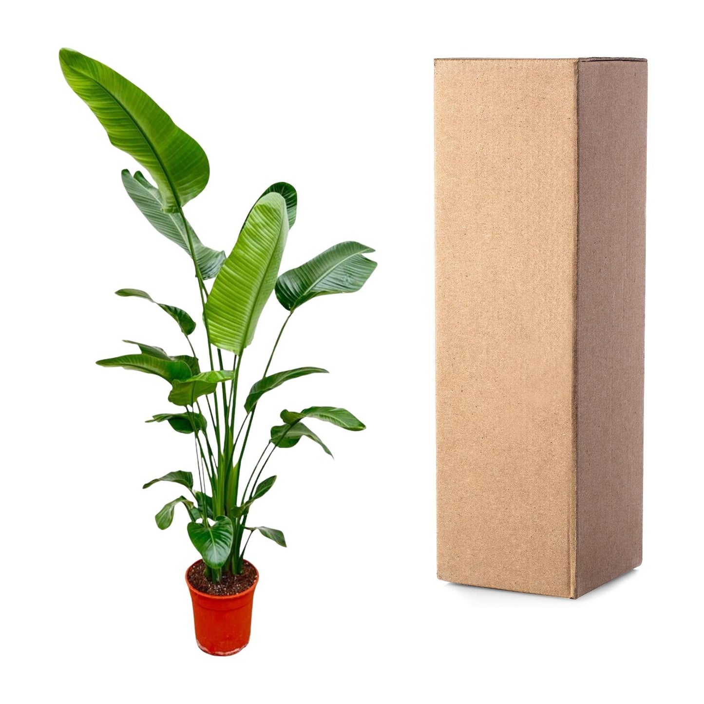 Strelitzia Nicolai – Weißer Paradiesvogel 180-200 cm