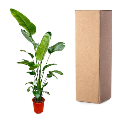 Strelitzia Nicolai – Weißer Paradiesvogel 180-200 cm