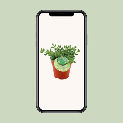 Delosperma Echinatum – Pflegeleichte Gurkenpflanze Ø12 cm