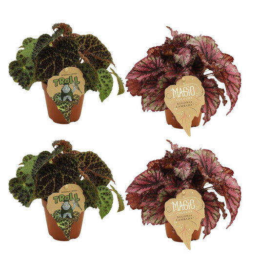 4er Set Begonia Rex Ferox & Lambada – Ø12cm, 25cm Höhe