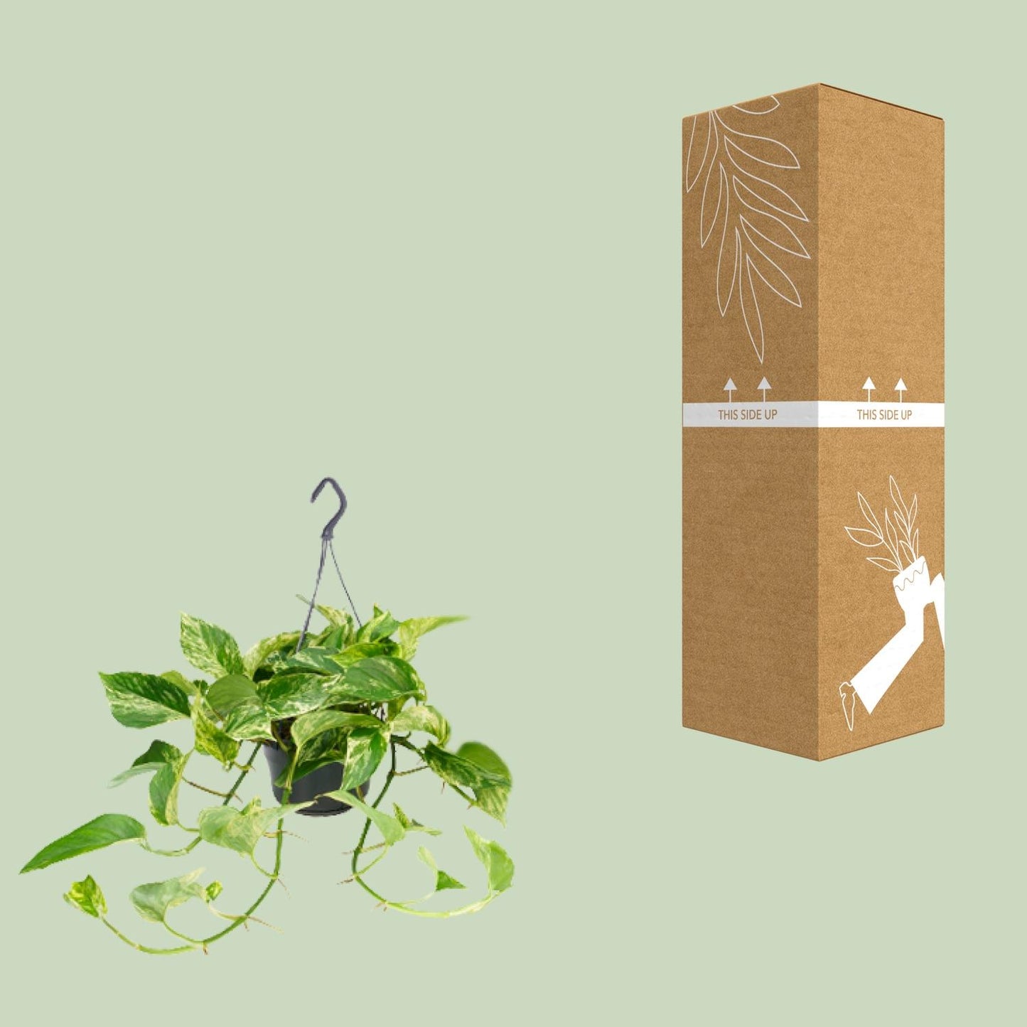 Efeutute Marble Queen – Elegante marmorierte Zimmerpflanze