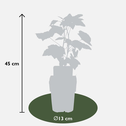 Schwarze Johannisbeere 'Ben Nevis' – Bio-Beerenstrauch Ø13cm