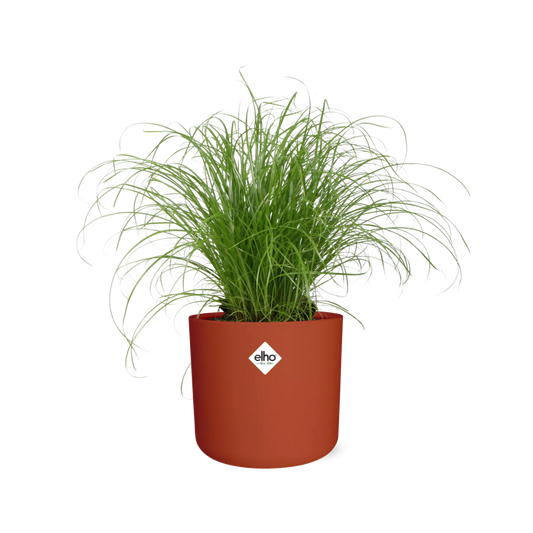Zypergras 'Zumula' – pflegeleichte schirmartige Zimmerpflanze