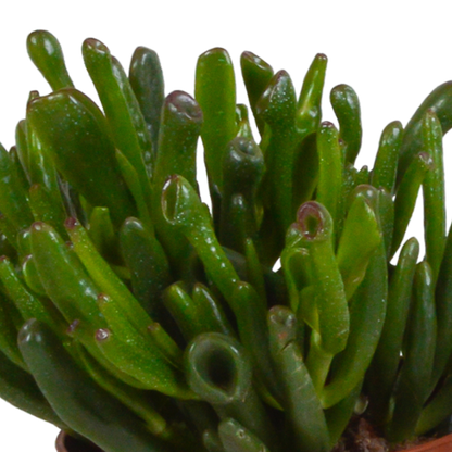 Crassula Sukkulenten 3er Set im Mexikanischen Topf 10,5 cm