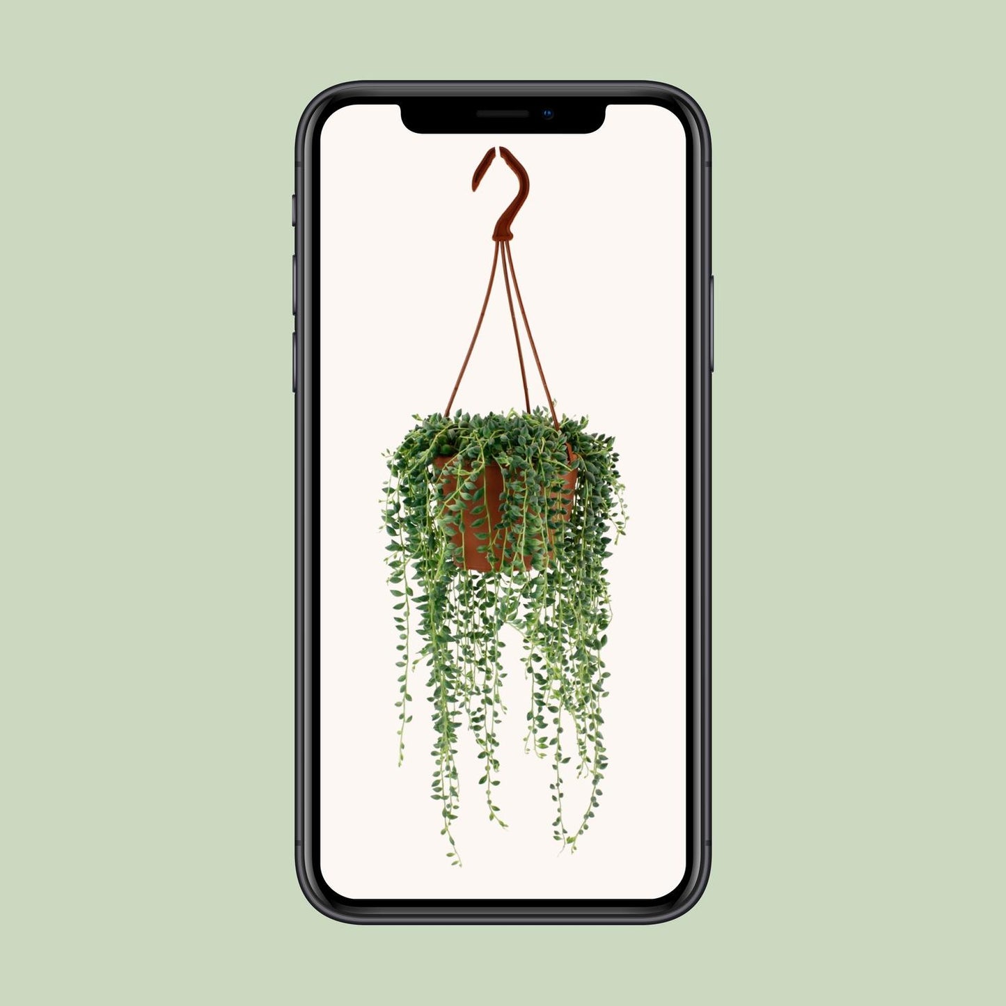 Senecio Herreianus – Pflegeleichte Sukkulente Ø12cm
