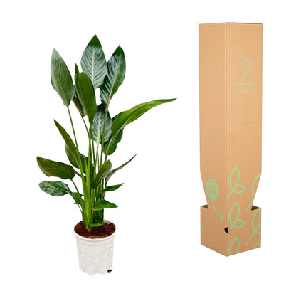 Strelitzia Reginae – Exotische Paradiesvogelblume 100 cm