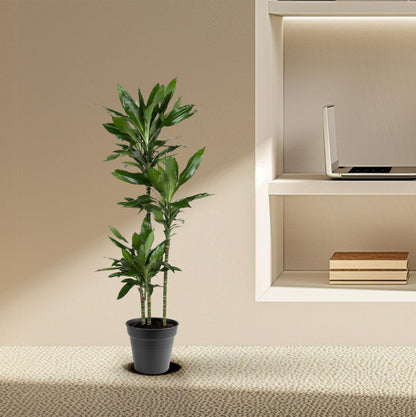 Dracaena Janet Lind – Elegante, pflegeleichte Zimmerpflanze 150-160 cm