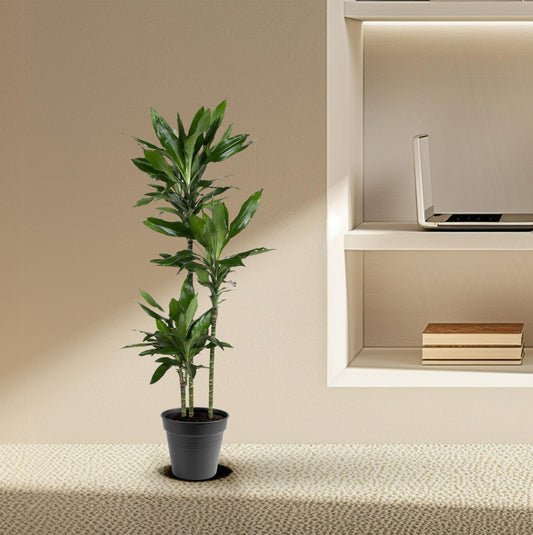 Dracaena Janet Lind – Elegante, pflegeleichte Zimmerpflanze 150-160 cm