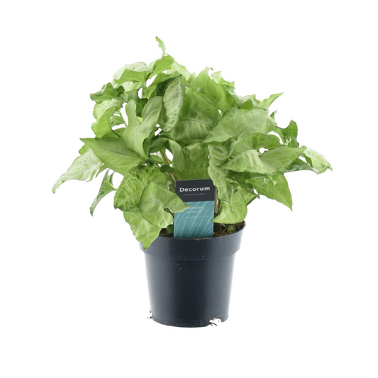 Syngonium White Butterfly – Pflegeleichte Zimmerpflanze Ø14cm